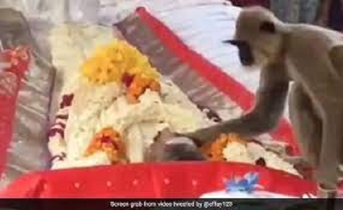 At a man’s burial, an emotional monkey appears and tries to rouse him up.