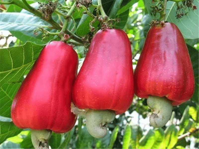 Every year, Ghana produces 20,000 metric tons of cashew.