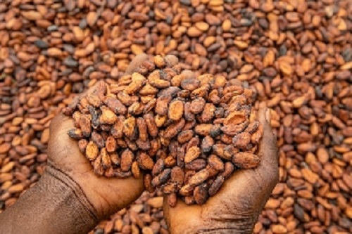 A group predicts that Ghana's cocoa industry will fail in 5 years.